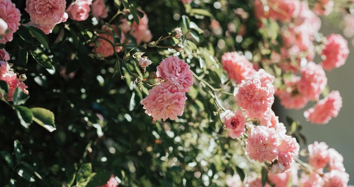 Тежка година за розопроизводителите в Долината на розитеПрез това време