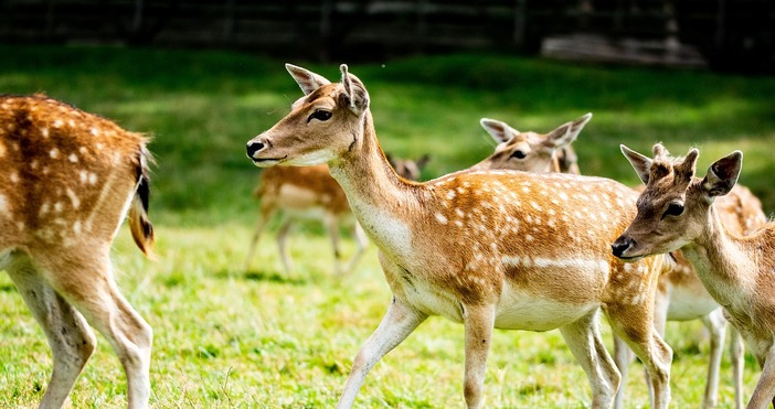 Граждани разпространяват тревожен сигнал в социалните мрежи след като туристи
