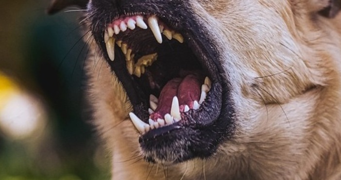 Осем немски овчарки пуснати без поводи и намордници убиха домашно куче