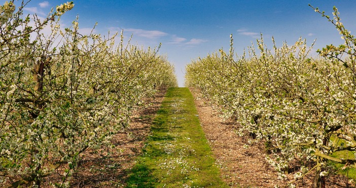 Държавният фонд Земеделие ДФЗ преведе над 166 млн лв 166