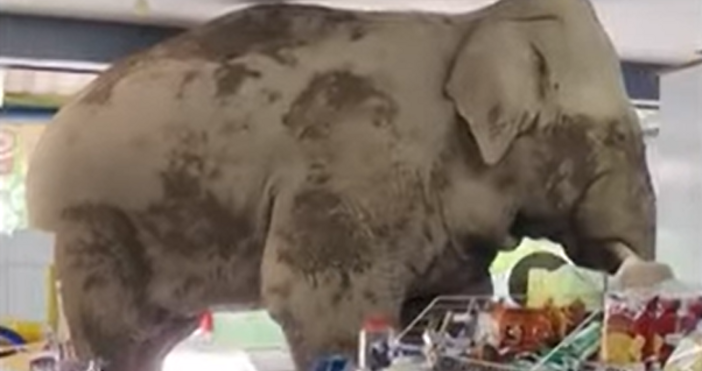 Кадри YoutubeДив слон предизвика хаос в магазин за хранителни стоки