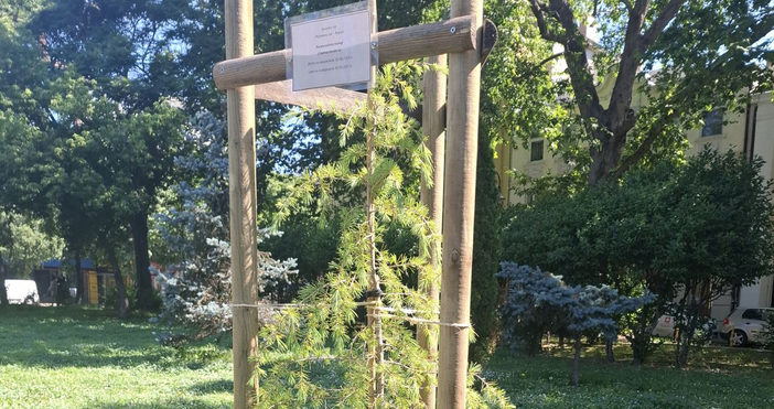 След като на 31 декември миналата година старо дърво в