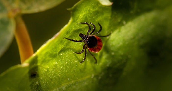 Естествени репеленти заменят химическите препарати в градинатаГрадинарите могат да се