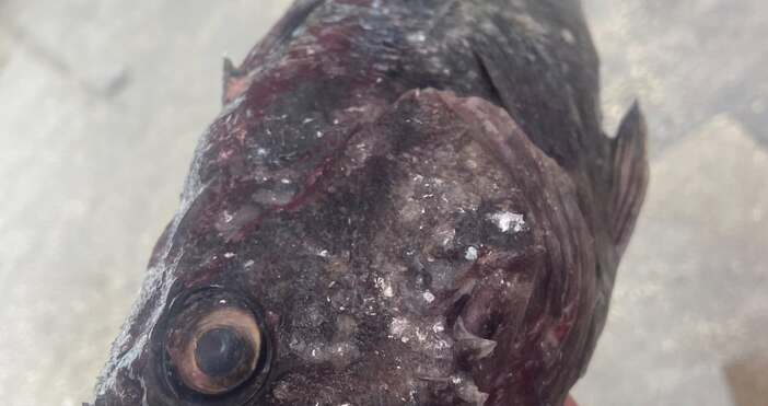 Пост в социалната мрежа от рибар предизвика много коментари Здравейте групаДнес