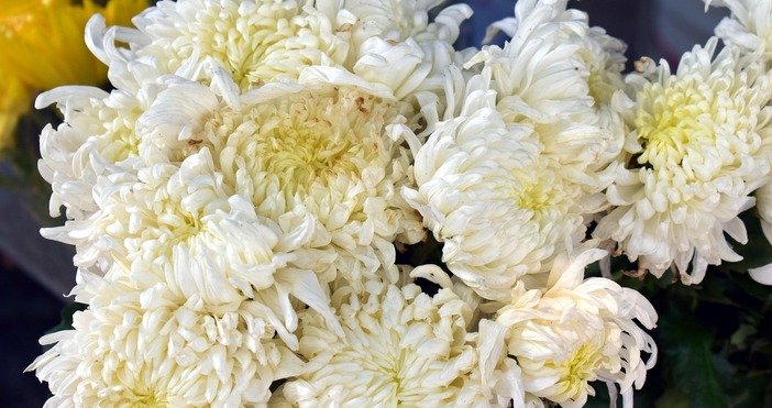 Ето и какви цветя да държите у дома за щастиеКакви