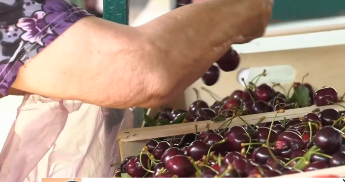 Цените на черешите остават високи заради слабата реколта На места