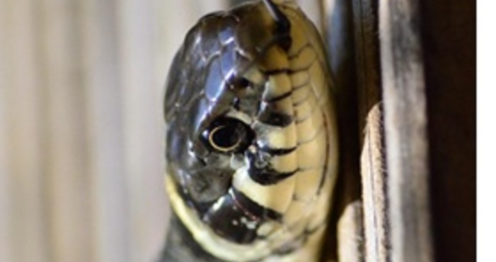 Змиите се срещат по целия свят Освен на Северния и