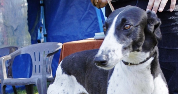 Столичният инспекторат и общинската полиция започват от понеделник ежедневни проверки