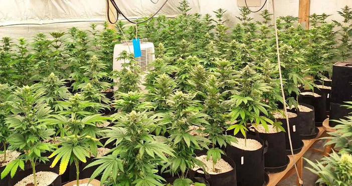 Наркооранжерия с канабисови насаждения е разкрита на територията на село