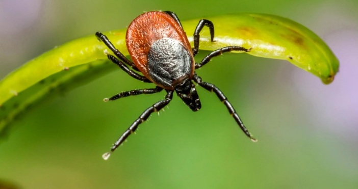 Биологът и преподавател в университета Газиосманпаша в град Токат проф