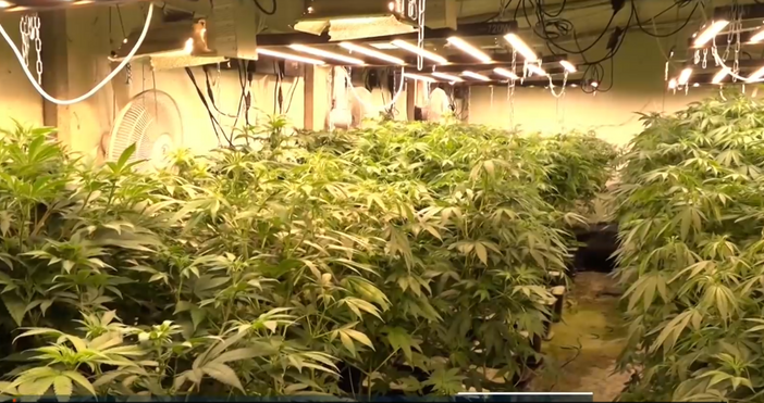 Полицията в Бургас разкри наркооранжерия с канабис в частен имот