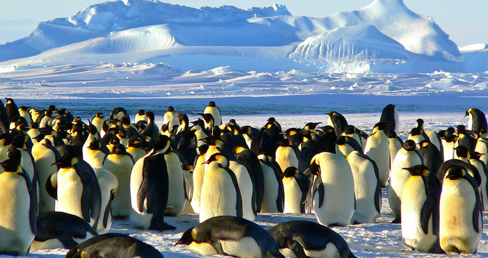 Популацията на императорските пингвини на Антарктида намалява по бързо от очакваното