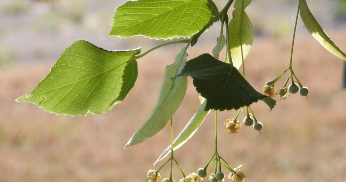 Брането на липов цвят без издадено актуално разрешително се забранява