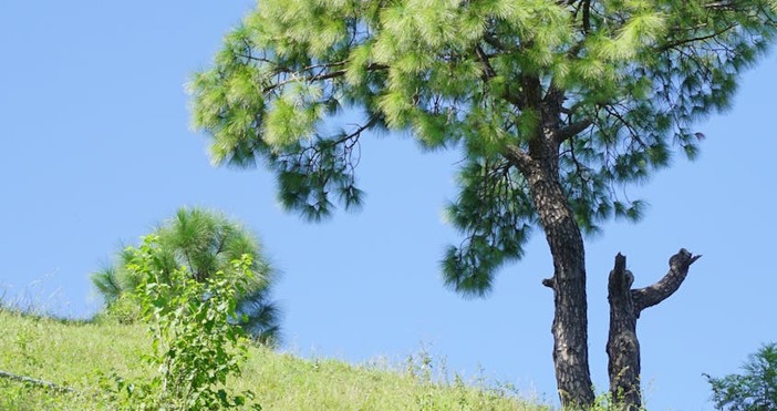През деня в четвъртък ще е предимно слънчево Вятъра ще