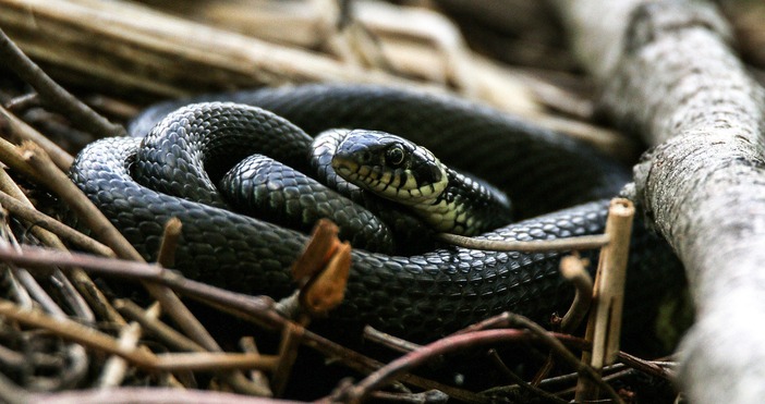 Необичайна ситуация в Благоевград ангажира екипа на Аварийно спасителния отряд в