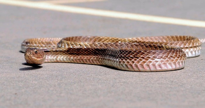 Заседание на една от двете камари на парламента в мюсюлманско хърватската