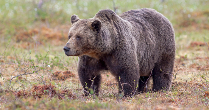 От началото на годината 26 пъти мечки са нападали и