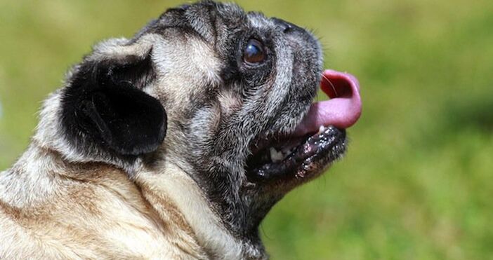 От началото на месеца са проверени над 360 стопани на