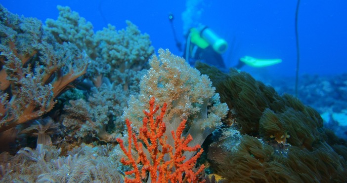Учени установиха защо има корали които са устойчиви на избелване