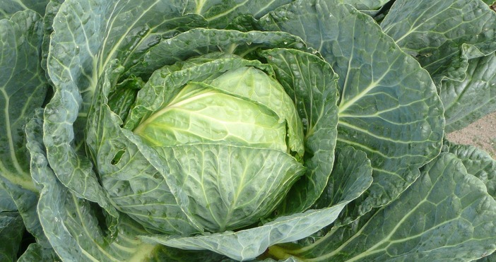 До 14 юли фермери преработватели и търговци могат да дават