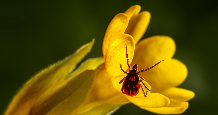 И тази седмица продължава обработката срещу кърлежи дезакаризация на терени