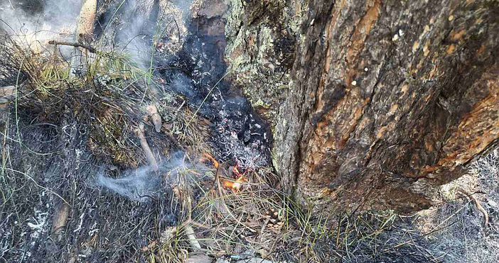 Овладян е пожарът който възникна в местността Каменица Коджакарийца в