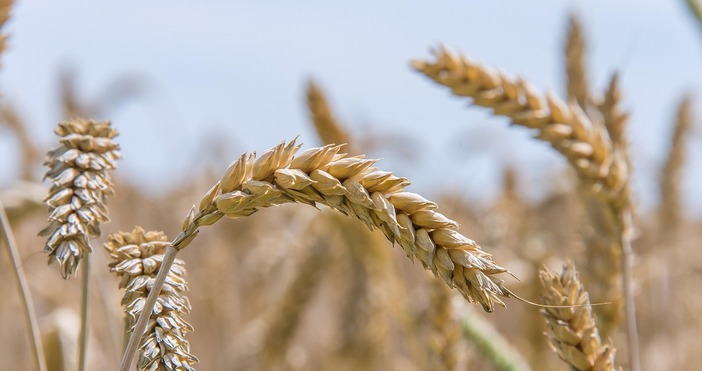 Румъния ще регистрира в предстоящия земеделски сезон който ще започне