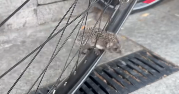 Не може да не сте забелязали колко много таралежи има