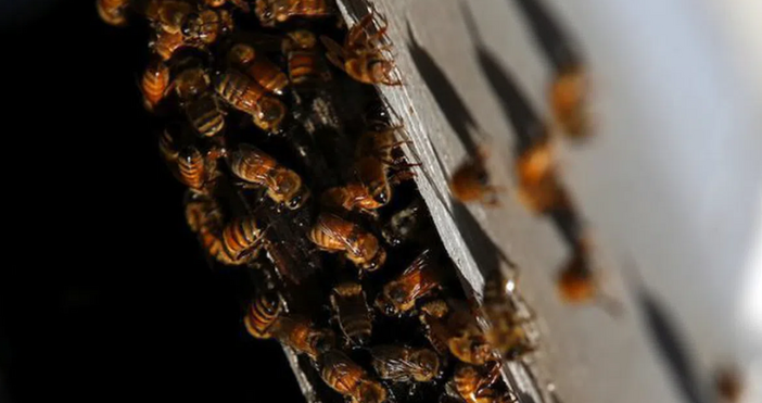 Няколко часа централната пешеходна улица на Пловдив беше отцепена с