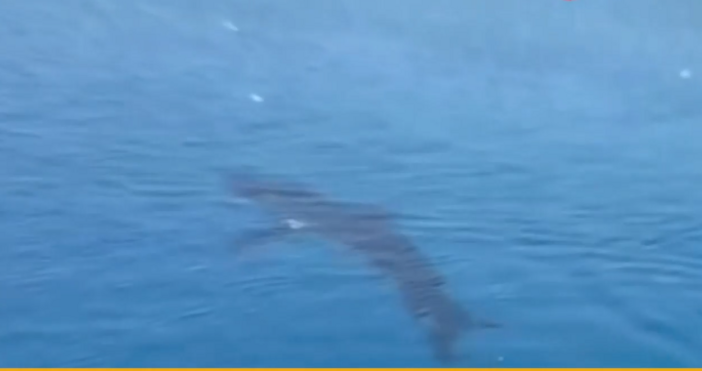 Няколкометрови акули заснети край турските брегове в Мерсин Анталия и Мармарис