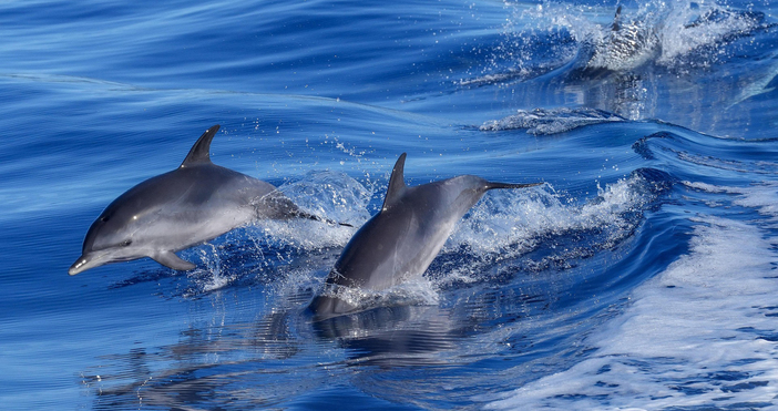 Тази седмица Зелени Балкани осъществява поредната си експедиция за преброяване