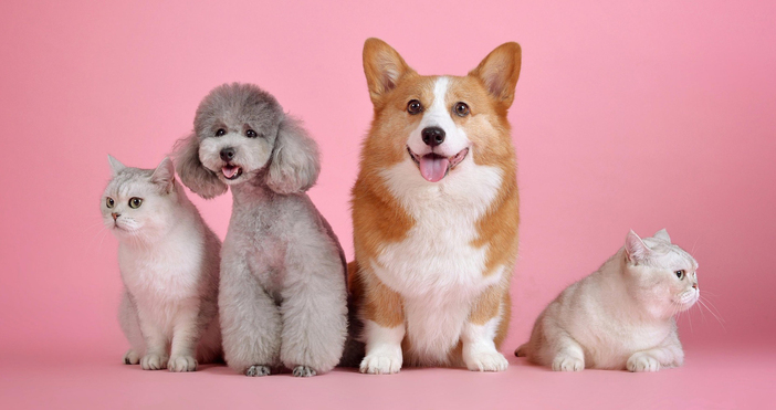 Новите по строги правила на ЕС за хуманно отношение към кучета