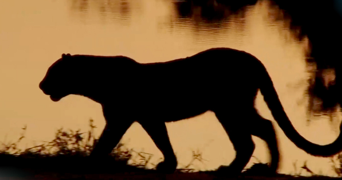 Мая Иванова Кадър Нова ТВГолямата котка край Шумен за която