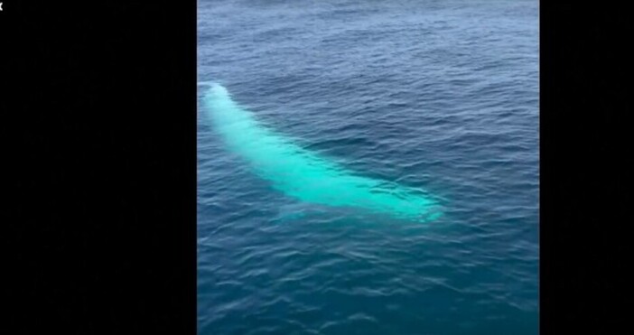 Кит плуващ във водите в района на хърватския адриатически град