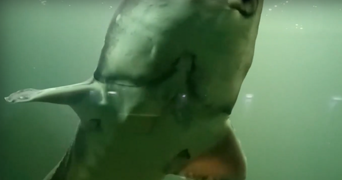 Климатичните промени донасят над 20 нови вида риби от Атлантика