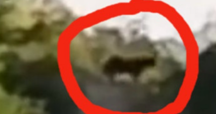 Продължава търсенето на пантерата която затвори парк Шуменско плато Предполага се