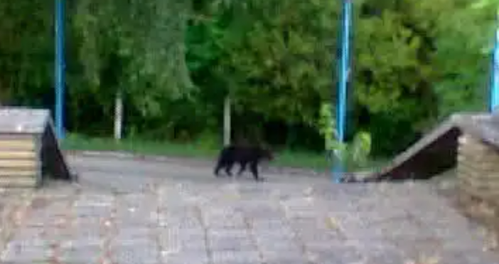 Избягалият хищник от семейство котки в Шуменското плато не е