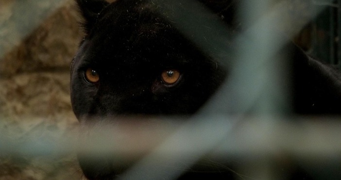 Специалисти поставиха 15 наземни капана с примки и един от