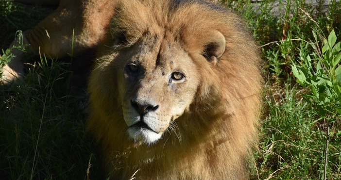 Лъвът има ново ограждение  Преместиха лъва Слави от столичната зоологическа