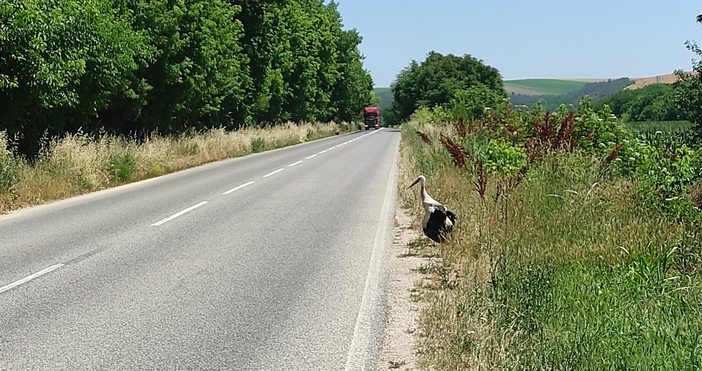 За бедстващ щъркел край село Мечка Плевенско съобщава мъж във