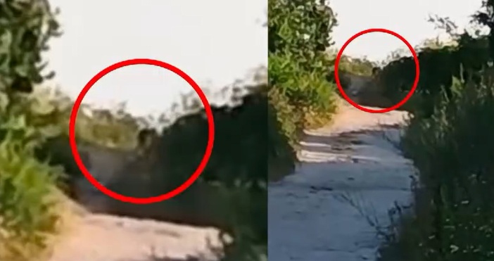 Шансове винаги има да бъде заловена леопарда край Шумен Упокойките