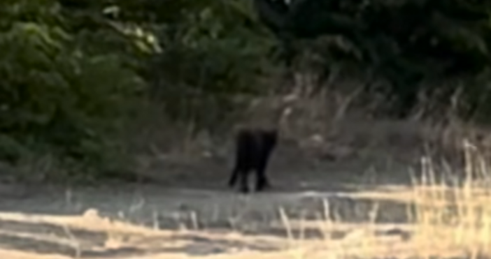 Двама мъже твърдят че са забелязали черната пантера още преди