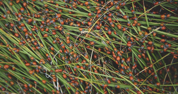 Милиони калинки превзеха плажовете в Северна Гърция Свидетели на това