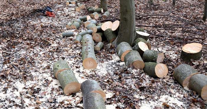 Мъж пострада след като върху него падна дърво по време