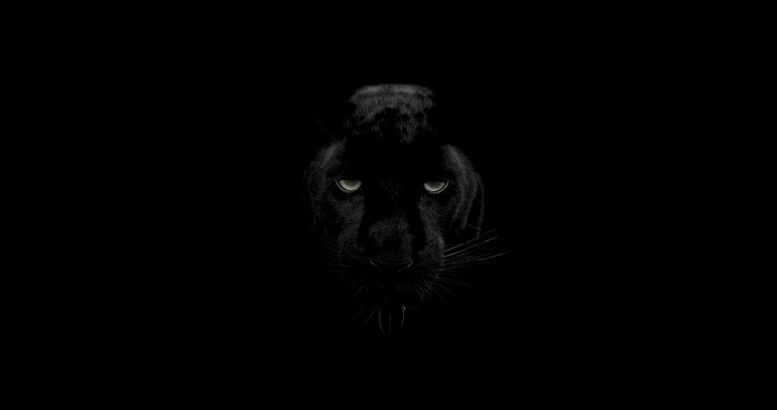 Леопардът го няма на нито един от 50 те фотокапана сложени