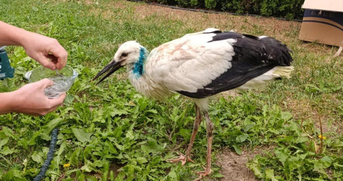 Ранен щъркел е намерен паднал от гнездо в село Малки