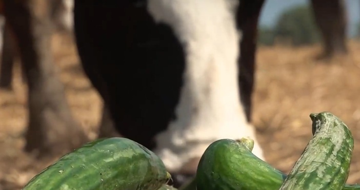 В знак на протест срещу вноса който срина изкупните цени