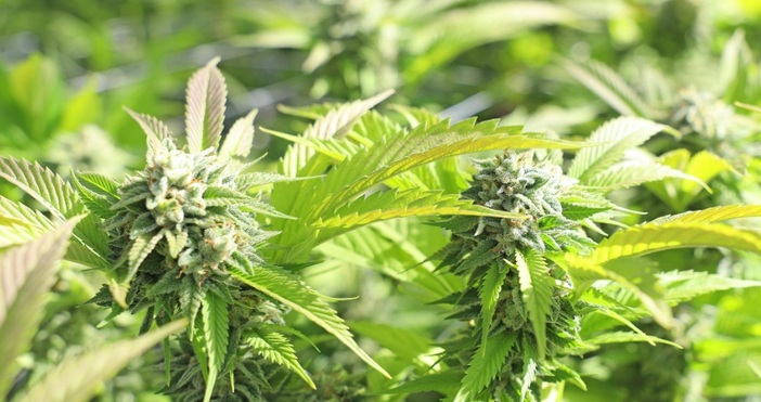 Полицаи окосиха близо 18 килограма марихуана в смолянското село Полковник