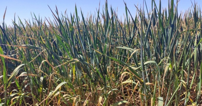 Половин Европа и Средиземноморието все още са засегнати от суша