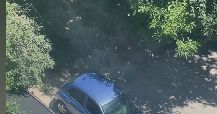 Калинки са нападнали Варна Това става ясно от публикации на граждани